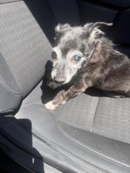 Found/Stray Female Dog last seen Bradshaw animal shelter, Sacramento, CA 95828