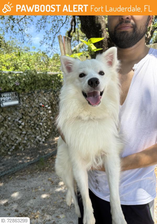 Found/Stray Male Dog last seen Near SW 24th St Fort Lauderdale, FL 33315 RIVER OAKS , Fort Lauderdale, FL 33315