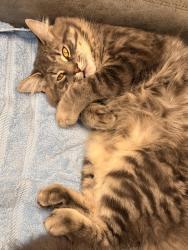 Reunited Male Cat last seen Catherine st Chicopee ma, Chicopee, MA 01013