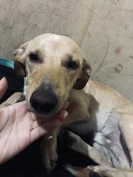 Lost Male Dog last seen Rua Piauí , Vila Miranda, SP 08572-540