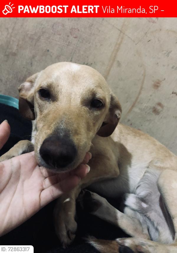 Lost Male Dog last seen Rua Piauí , Vila Miranda, SP 08572-540