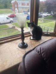 Found/Stray Unknown Cat last seen Holme Ave snd Convent Ave, Philadelphia, PA 19114