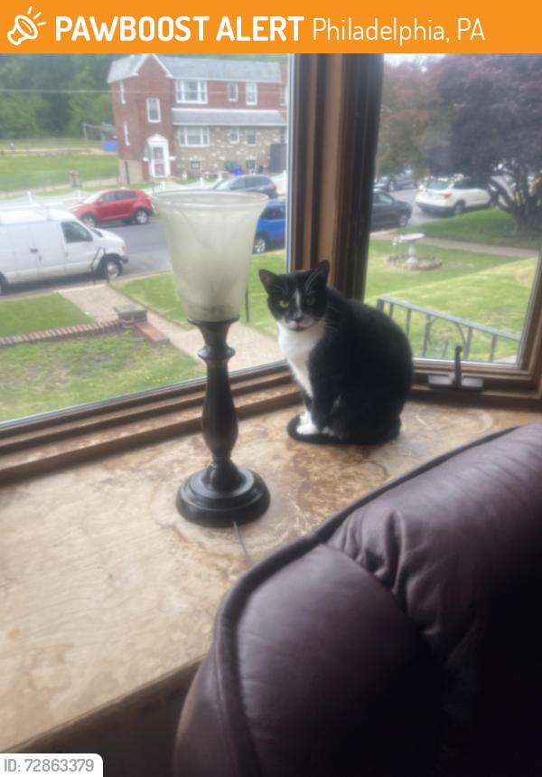 Found/Stray Unknown Cat last seen Holme Ave snd Convent Ave, Philadelphia, PA 19114