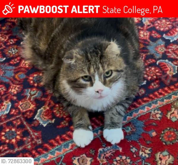 Lost Male Cat last seen  Cobblecreek Manor I; near Greenwich Hill and Thoroughbred Crossing.  , State College, PA 16801