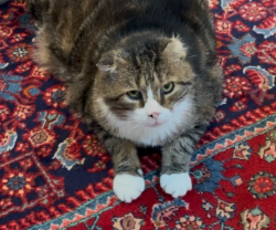 Lost Male Cat last seen  Cobblecreek Manor I; near Greenwich Hill and Thoroughbred Crossing.  , State College, PA 16801