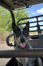 Reunited Male Dog last seen Barbarossa Road and Friedens Church Road, Guadalupe County, TX 78130