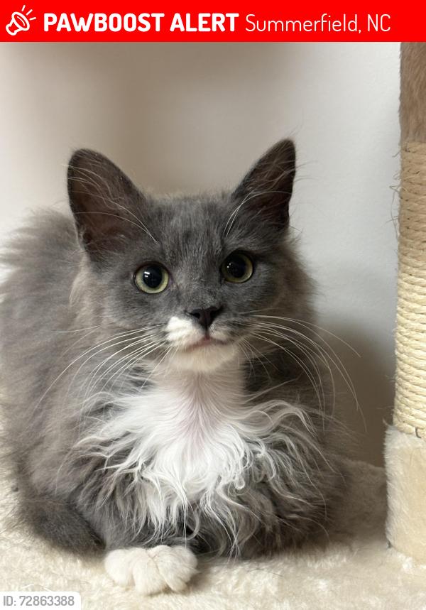 Lost Male Cat last seen Dollar General and Bethany Charter School, Summerfield, NC 27358