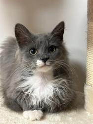 Lost Male Cat last seen Dollar General and Bethany Charter School, Summerfield, NC 27358