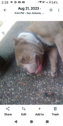 Lost Female Dog last seen Military Dr / marbach , San Antonio, TX 78227