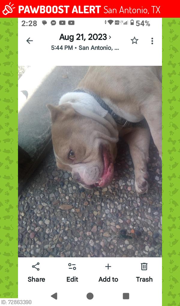 Lost Female Dog last seen Military Dr / marbach , San Antonio, TX 78227
