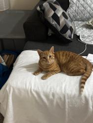 Found/Stray Male Cat last seen Sherman Ave and Carlton Ave, Raleigh, NC 27606