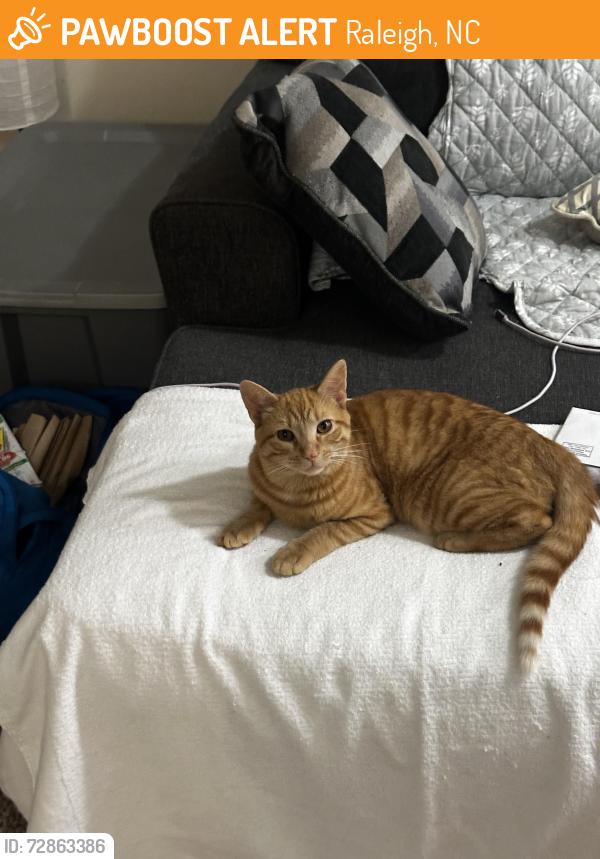 Found/Stray Male Cat last seen Sherman Ave and Carlton Ave, Raleigh, NC 27606