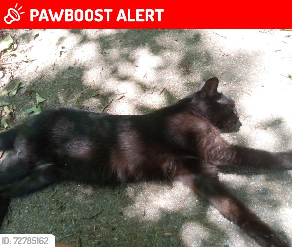Lost Female Cat last seen Langley and sam langley rd travelers rest,sc, Greenville County, SC 29687