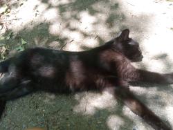 Lost Female Cat last seen Langley and sam langley rd travelers rest,sc, Greenville County, SC 29687