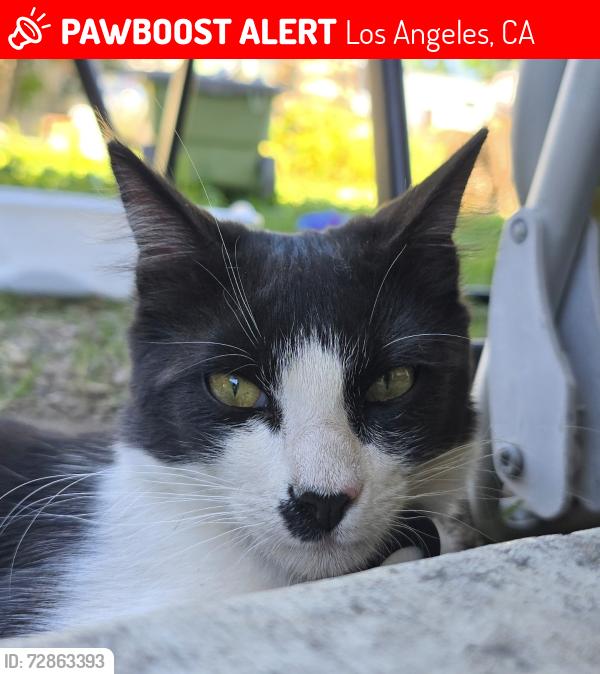 Lost Male Cat last seen Oso/Septo, Los Angeles, CA 91311