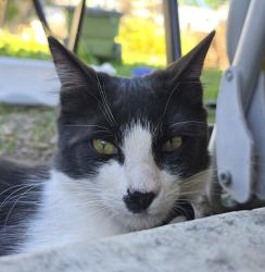 Lost Male Cat last seen Oso/Septo, Los Angeles, CA 91311