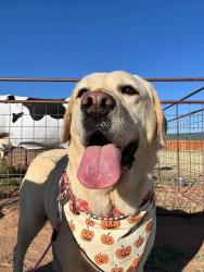 Lost Female Dog last seen Rhett Dr Midland TX, Midland, TX 79705