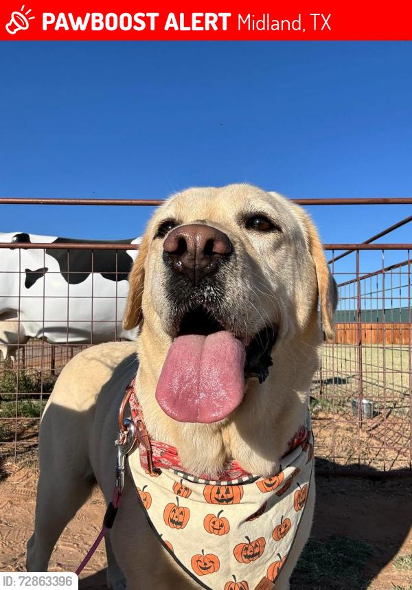 Lost Female Dog last seen Rhett Dr Midland TX, Midland, TX 79705