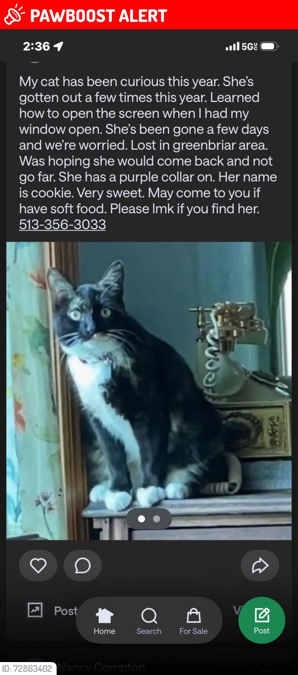 Lost Female Cat last seen BlackBerry ct liberty twp, Liberty Township, OH 45011