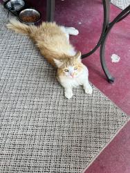 Found/Stray Unknown Cat last seen Belt line, DeSoto, TX 75115