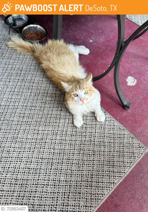 Found/Stray Unknown Cat last seen Belt line, DeSoto, TX 75115