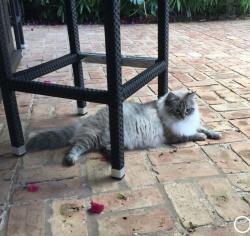 Reunited Female Cat last seen Poinsettia Dr & NE 20th Street, Fort Lauderdale, FL 33305