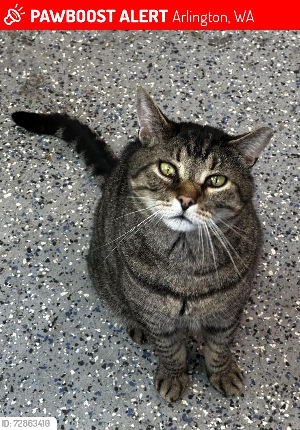 Lost Male Cat last seen 278th Street NW and Rose Road, Arlington, WA 98223