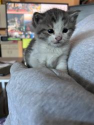 Shelter Stray Female Cat last seen Fort BLiss torch st 79908, Fort Bliss, TX, Fort Bliss, TX 79906