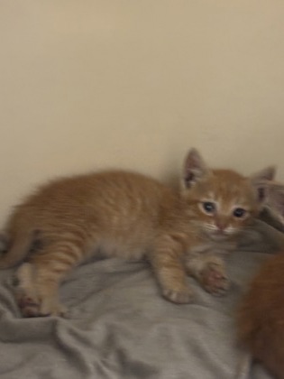 Shelter Stray Male Cat last seen Near Buford HwyChamblee, GA 30341, 30341, GA, Atlanta, GA 30341