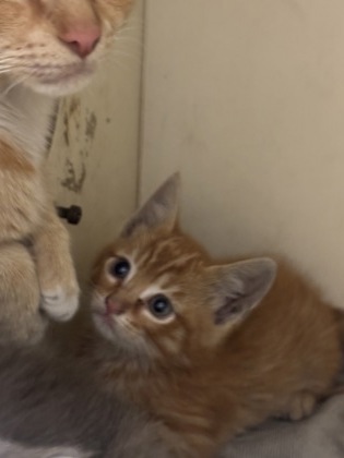 Shelter Stray Male Cat last seen Near Buford HwyChamblee, GA 30341, 30341, GA, Atlanta, GA 30341