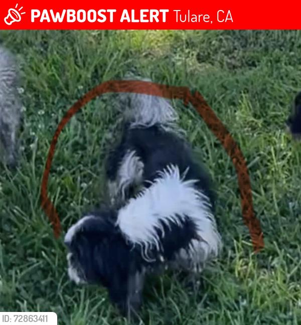 Lost Female Dog last seen Cross blackstone, Tulare, CA 93274