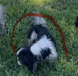 Lost Female Dog last seen Cross blackstone, Tulare, CA 93274