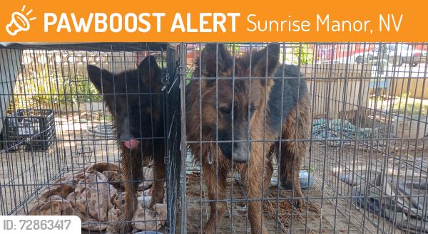 Found/Stray Unknown Dog last seen ARDEN @ SKYVIEW, Sunrise Manor, NV 89104