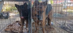 Found/Stray Unknown Dog last seen ARDEN @ SKYVIEW, Sunrise Manor, NV 89104