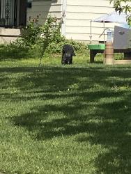 Found/Stray Male Dog last seen Winfield ave and roberta , Indianapolis, IN 46222