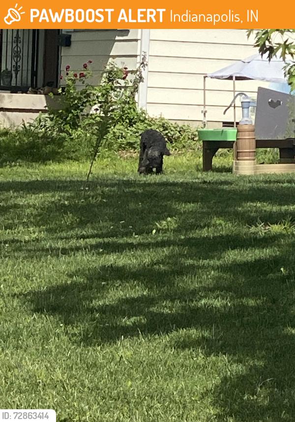 Found/Stray Male Dog last seen Winfield ave and roberta , Indianapolis, IN 46222