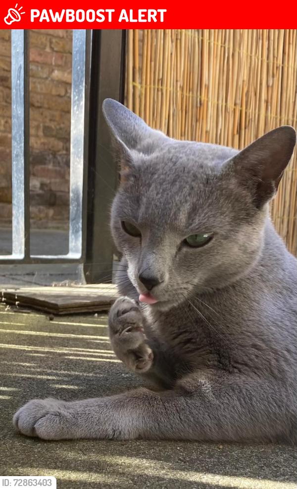 Lost Male Cat last seen Ilford England IG8 8LG near Toby Carvery (on Southend Road across dual carriage), Greater London, England IG8 8LG