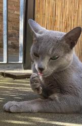 Lost Male Cat last seen Ilford England IG8 8LG near Toby Carvery (on Southend Road across dual carriage), Greater London, England IG8 8LG