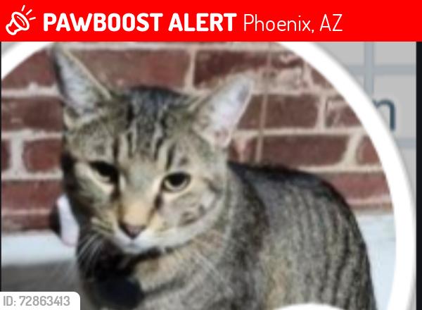 Lost Male Cat last seen 67th w Holly st, Phoenix, AZ 85035
