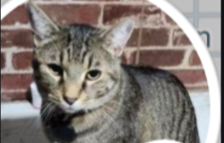 Lost Male Cat last seen 67th w Holly st, Phoenix, AZ 85035