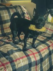 Lost Female Dog last seen Morningside ave , Sioux City, IA 51106