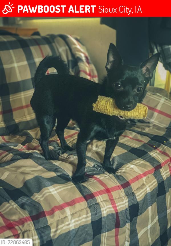 Lost Female Dog last seen Morningside ave , Sioux City, IA 51106