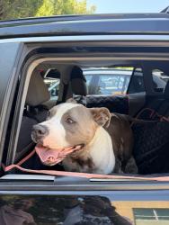 Found/Stray Male Dog last seen 56th and Fruitrdige, Sacramento, CA 95820
