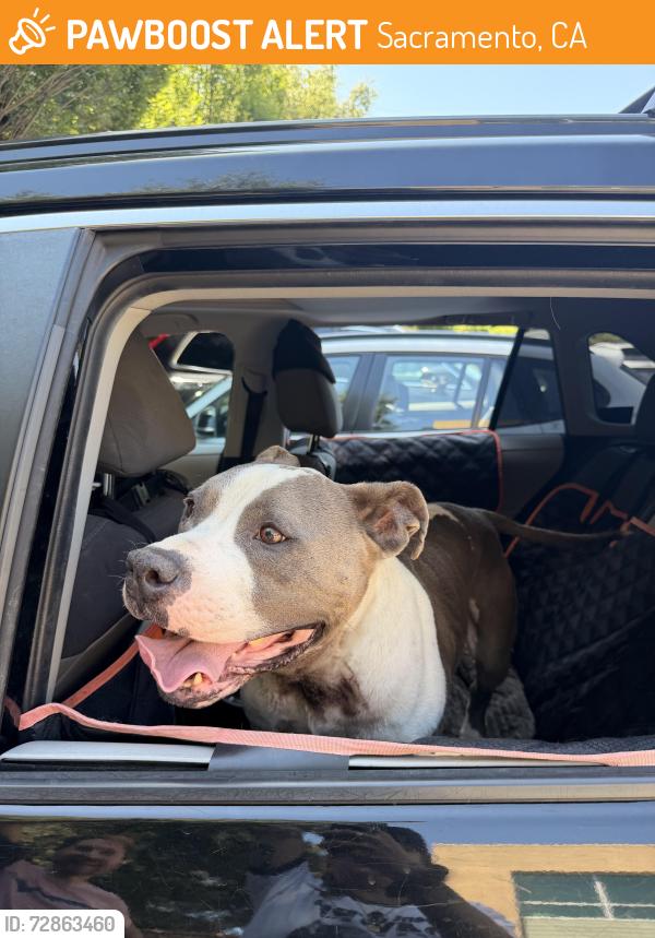 Found/Stray Male Dog last seen 56th and Fruitrdige, Sacramento, CA 95820