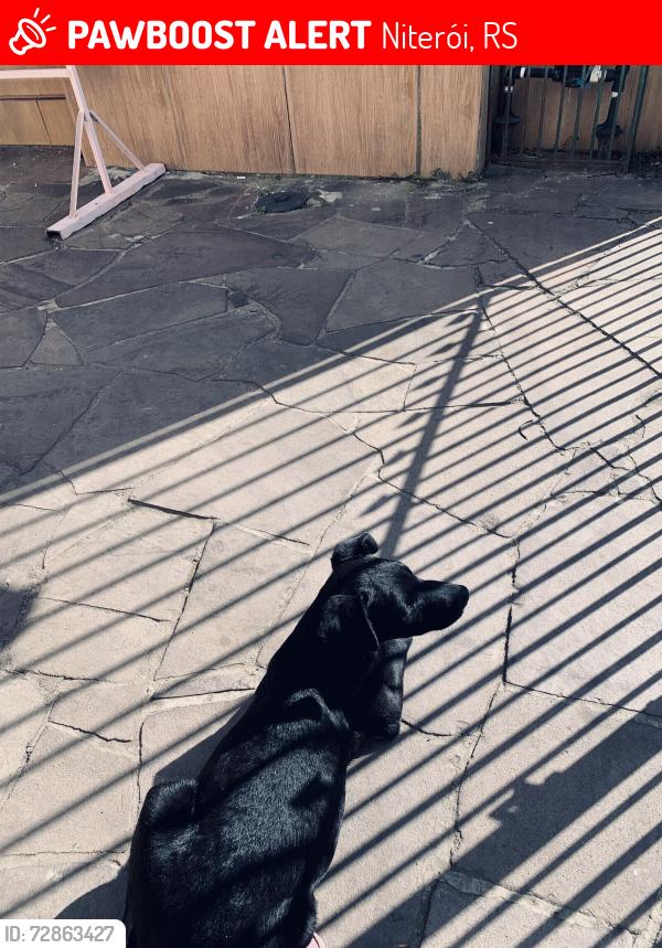 Lost Male Dog last seen Tamoio 522, bairro Niterói , Niterói, RS 