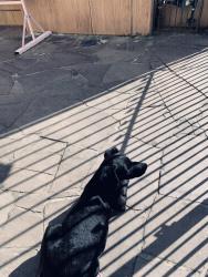 Lost Male Dog last seen Tamoio 522, bairro Niterói , Niterói, RS 