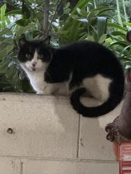 Found/Stray Male Cat last seen Near commodore dr Emeryville , Emeryville, CA 94608