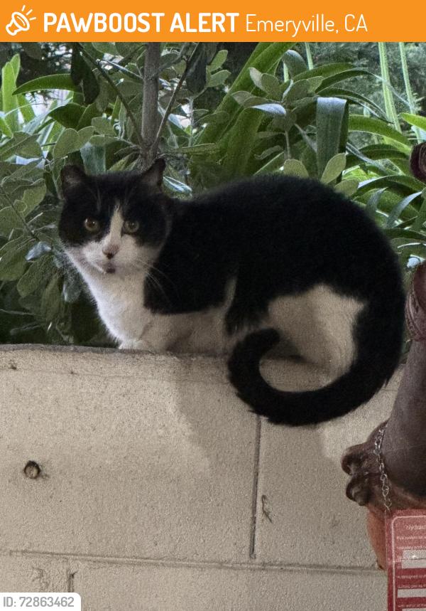 Found/Stray Male Cat last seen Near commodore dr Emeryville , Emeryville, CA 94608