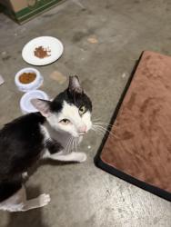 Found/Stray Male Cat last seen Sandhill & Viking, Paradise, NV 89121