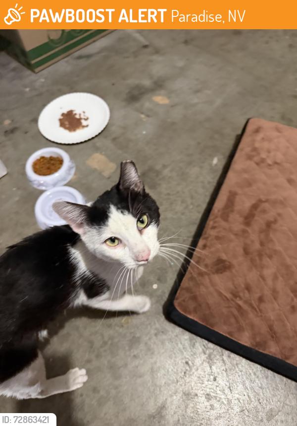 Found/Stray Male Cat last seen Sandhill & Viking, Paradise, NV 89121